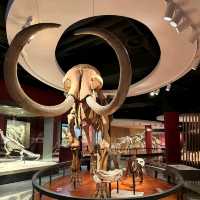 สุดยอดพิพิธภัณฑ์ Shanghai Natural History Museum