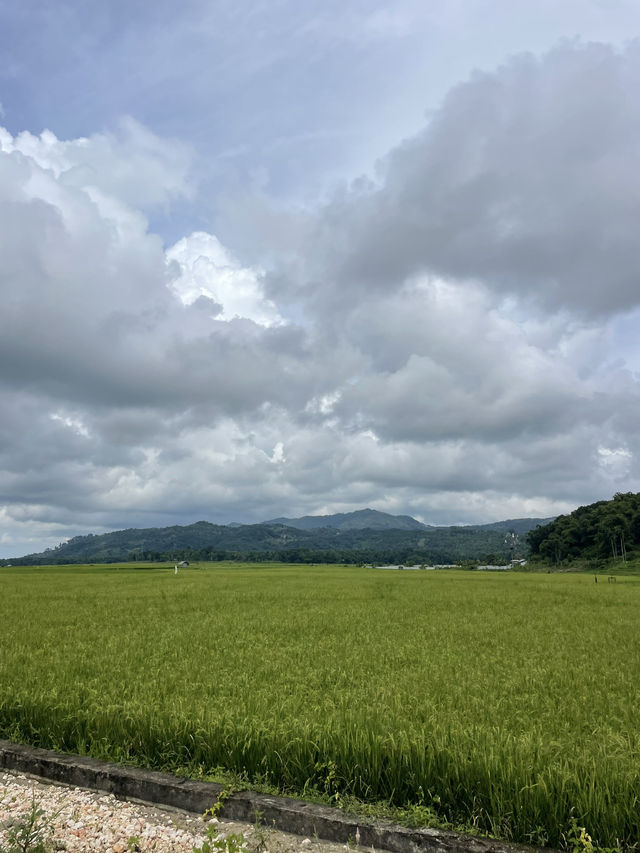 Wee Kacura’s Rice Fields: A Walk Through Time and Tradition 🌾🚶‍♂️