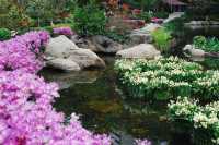 Bouquets of Delight — Spring Bloom in Hong Kong Park