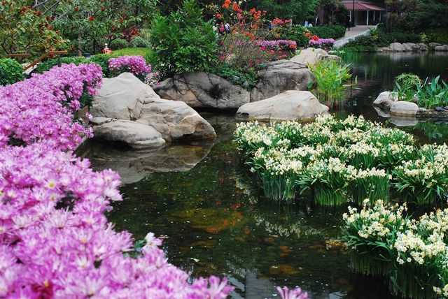 Bouquets of Delight — Spring Bloom in Hong Kong Park