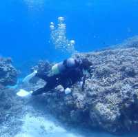 「自然の宝庫、西表島の魅力を探る」✨