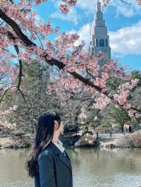 🌸 新宿御苑櫻花小心得！ 🌸