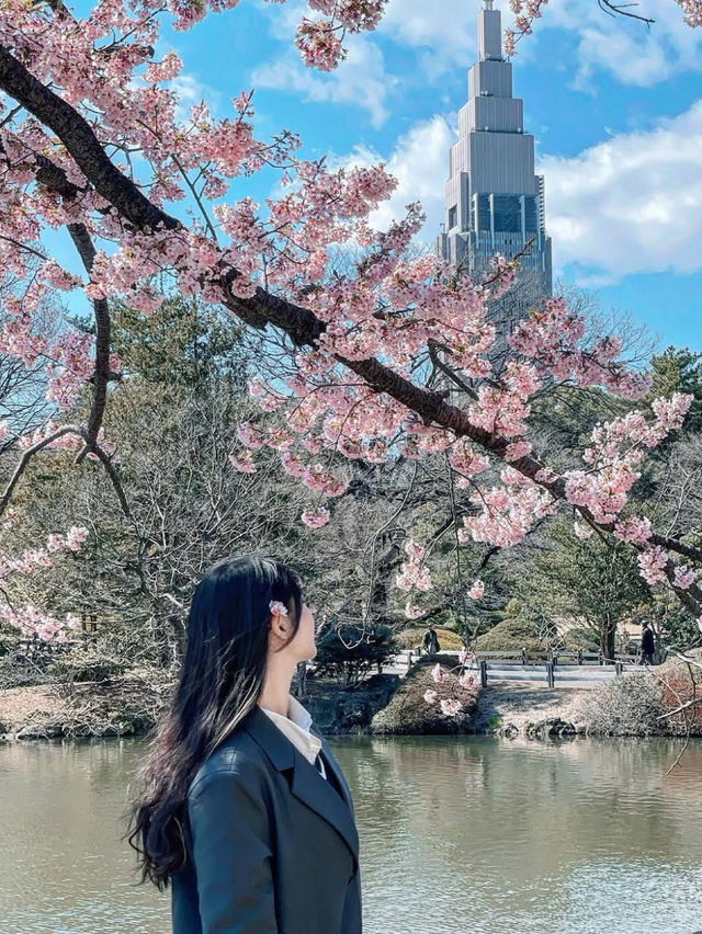 🌸 新宿御苑櫻花小心得！ 🌸