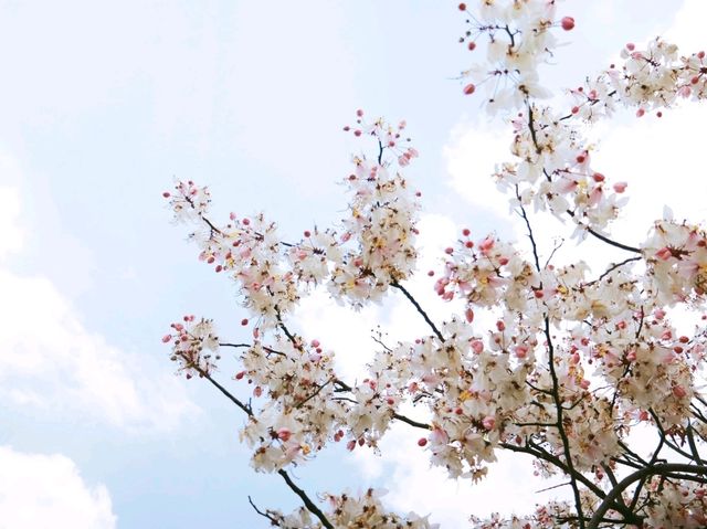 ถนนดอกกัลปพฤกษ์ จันทบุรี