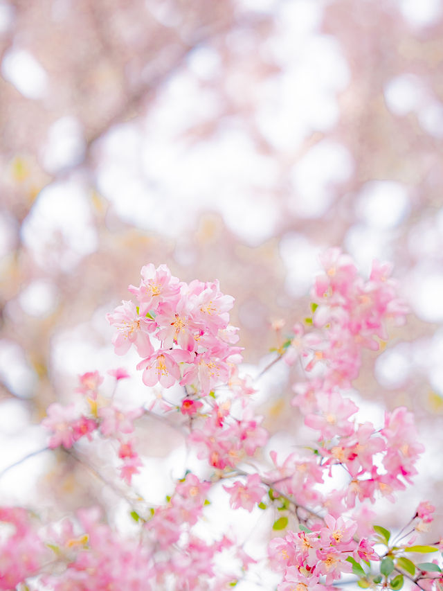 튤립과 벚꽃을 한 번에 볼 수 있는 부산 여행지🌸
