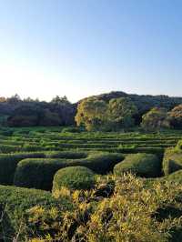 Maze Land