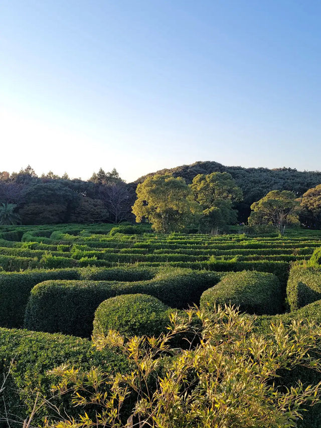 Maze Land