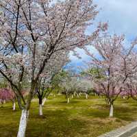 花溪公園·櫻花林中漫步