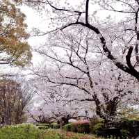 鶴舞公園🌸櫻花之味