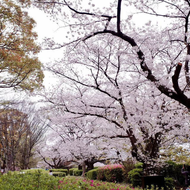 鶴舞公園🌸櫻花之味