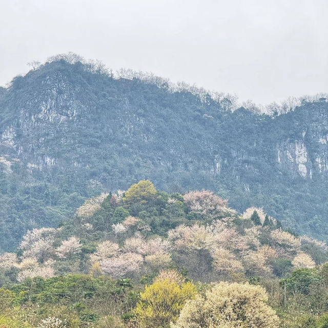 晴空森林🌸櫻花如海