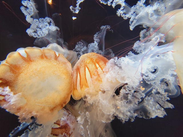 ジンベイザメも見れる🤍【いおワールドかごしま水族館】