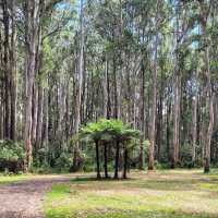 Dandenong Ranges National Park