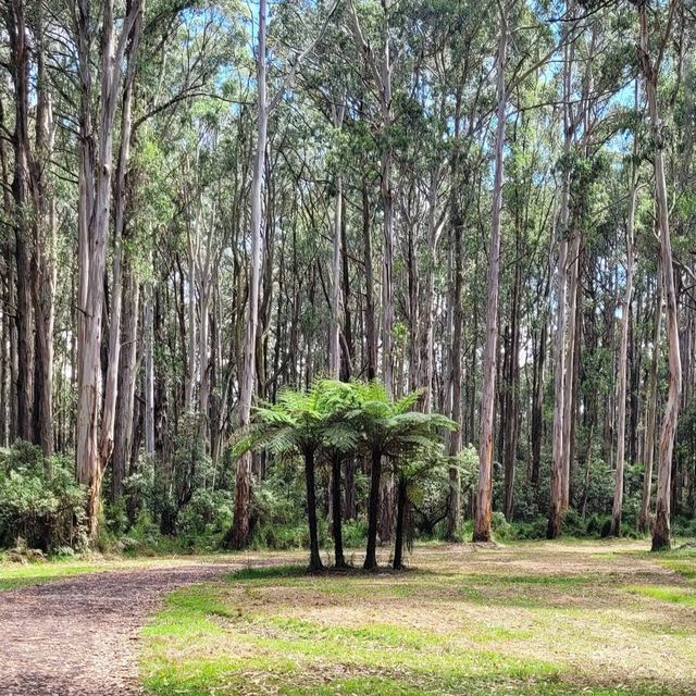Dandenong Ranges National Park