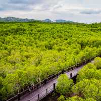 วนอุทยานปราณบุรี 🌿 สูดอากาศดี เดินป่าโกงกาง