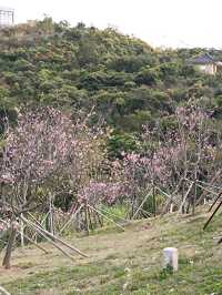 深圳賞櫻：小三洲塘北部醉櫻亭櫻花情況