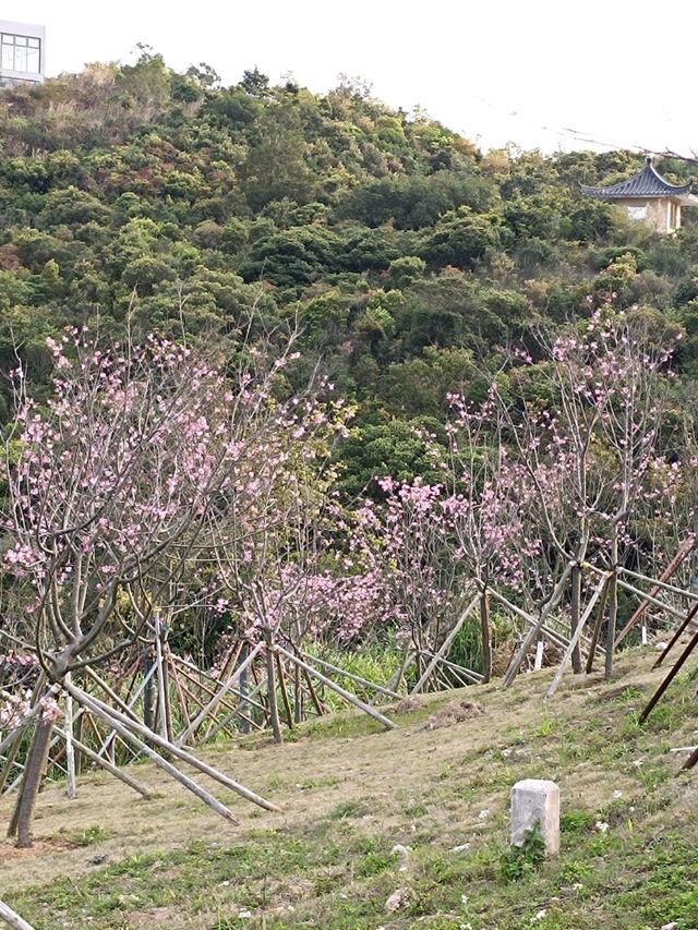 深圳賞櫻：小三洲塘北部醉櫻亭櫻花情況