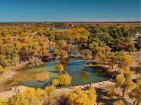 Ejina Populus Euphratica Forest 🍂🏜️