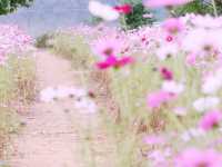 The Cosmos Flower Festival at Han River Citizen Park in Guri