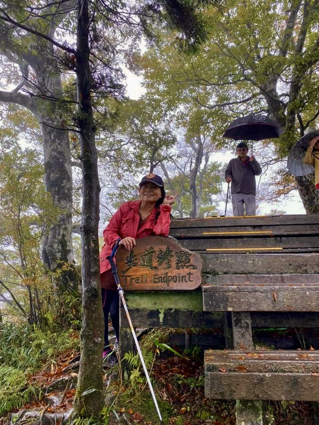 鎏金般耀眼的太平山山毛櫸步道