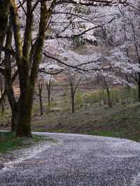 【栃木×春の那須旅】13万本の水仙と桜のコラボが見られる公園