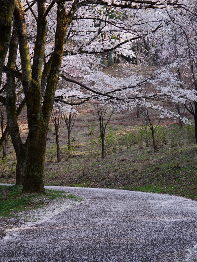 【栃木×春の那須旅】13万本の水仙と桜のコラボが見られる公園