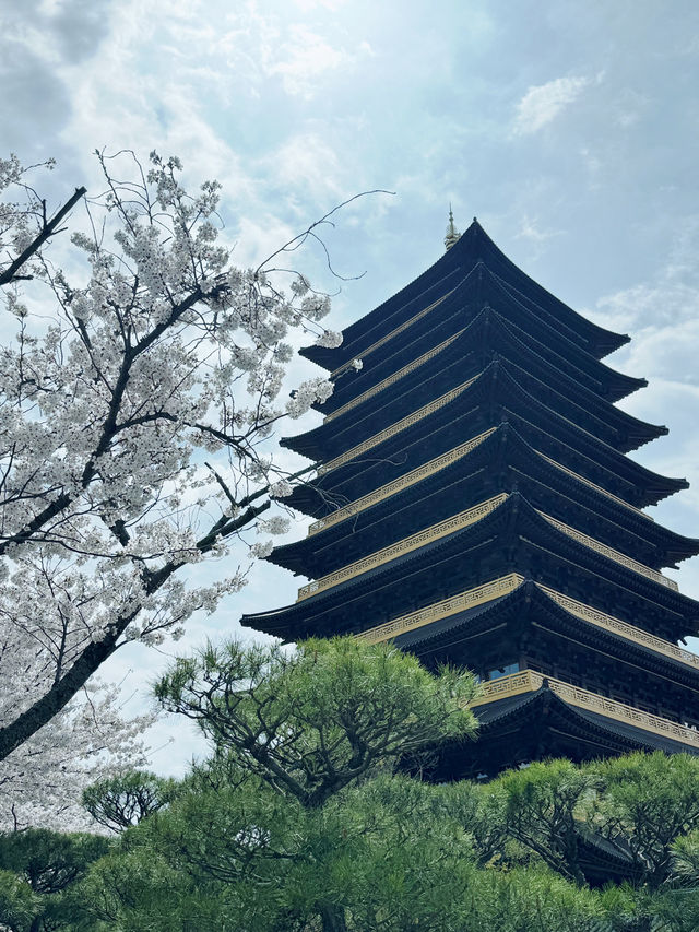 경주가면 가야할 벚꽃여행일정