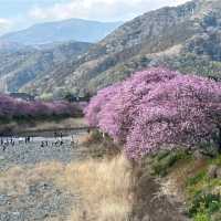 Kawazu, Shizuoka Prefecture