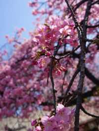 Chasing Sakura at Yoyogi Park