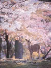 Chasing Sakura at Nara Deer Park