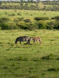 Wildlife Galore! 3 Days in the 1500km² Masai Mara!