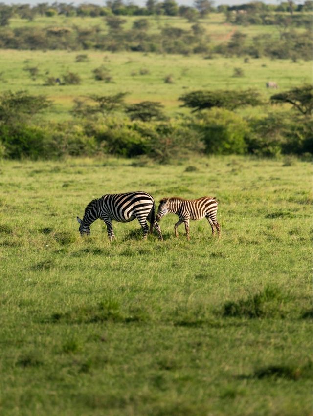 Wildlife Galore! 3 Days in the 1500km² Masai Mara!