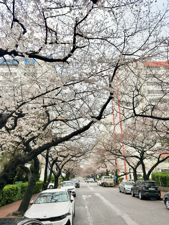 釜山｜櫻花秘境南川洞 整個社區都被櫻花樹包圍