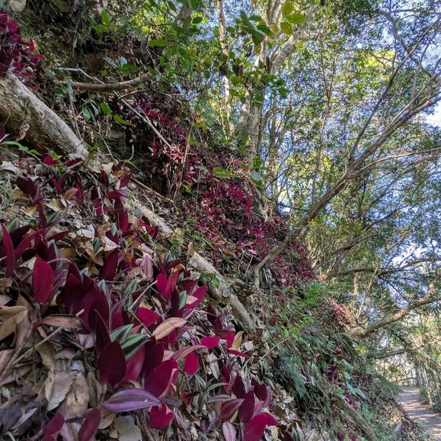 武界部落櫻花林