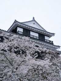 【愛媛】行かなきゃ損‼️天守閣と桜の絶景🌸歴史と春を満喫！