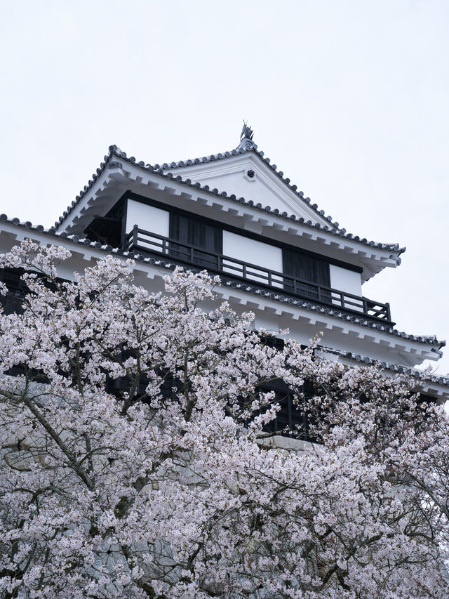【愛媛】行かなきゃ損‼️天守閣と桜の絶景🌸歴史と春を満喫！