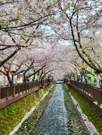 JINHAE ECO PARK | A BREATHTAKING CHERRY BLOSSOM WONDERLAND