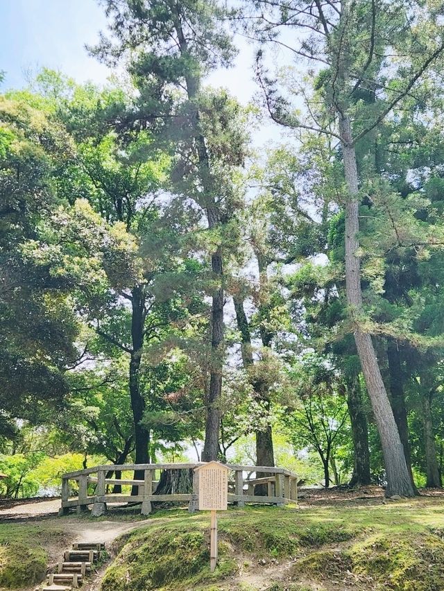 🇯🇵 NARA day trip, and yes, NARA 🦌 bow! 
