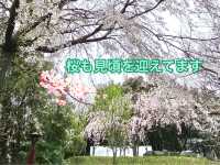 知多の旅　美しい木蓮が見ごろの醒悟院