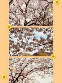 Blossom Bike Ride: Gapcheon's Spring Adventure