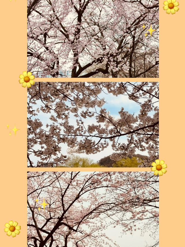 Blossom Bike Ride: Gapcheon's Spring Adventure