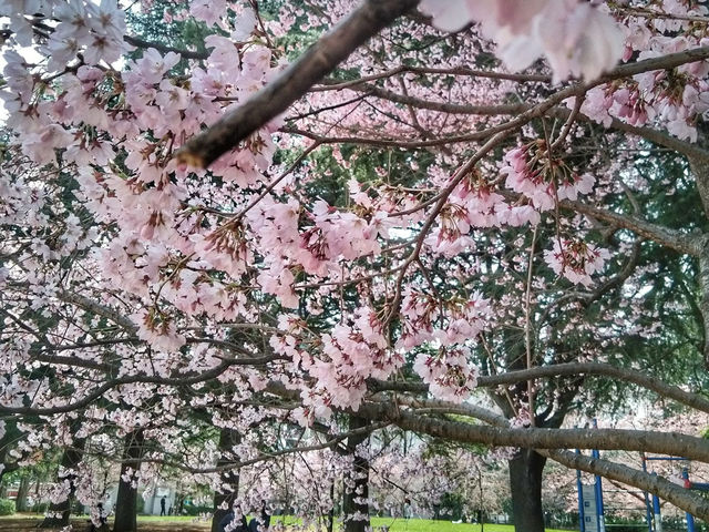 仙台錦町公園賞櫻美景