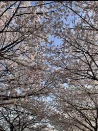 부산 원조 벚꽃터널🌸