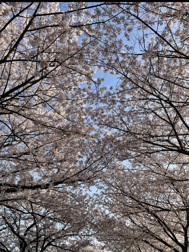 부산 원조 벚꽃터널🌸