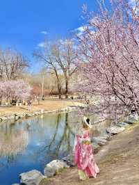 🌸 Walking Through Yuanmingyuan Feels Like Time Travel ✨