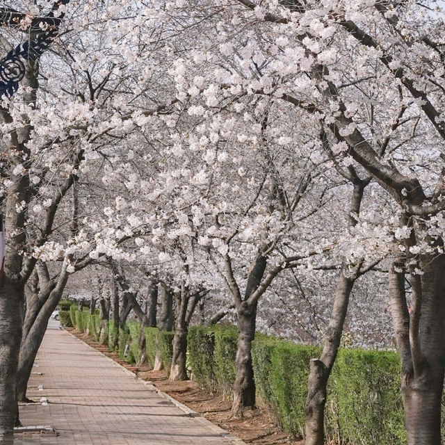 SPRINGTIME MAGIC | EXPLORING E-WORLD DAEGU