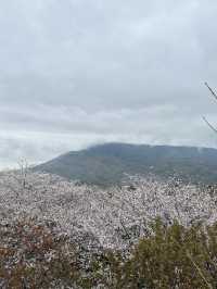 日本香川縣-賞櫻秘境「伊勢朝日山本宮」美到仙境