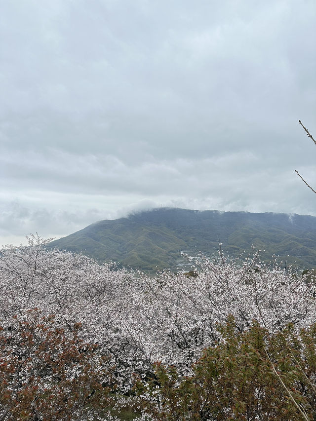 日本香川縣-賞櫻秘境「伊勢朝日山本宮」美到仙境