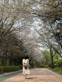 도심에서 만나는 벚꽃 명소, 오송생명호수공원 벚꽃길🌸🤍