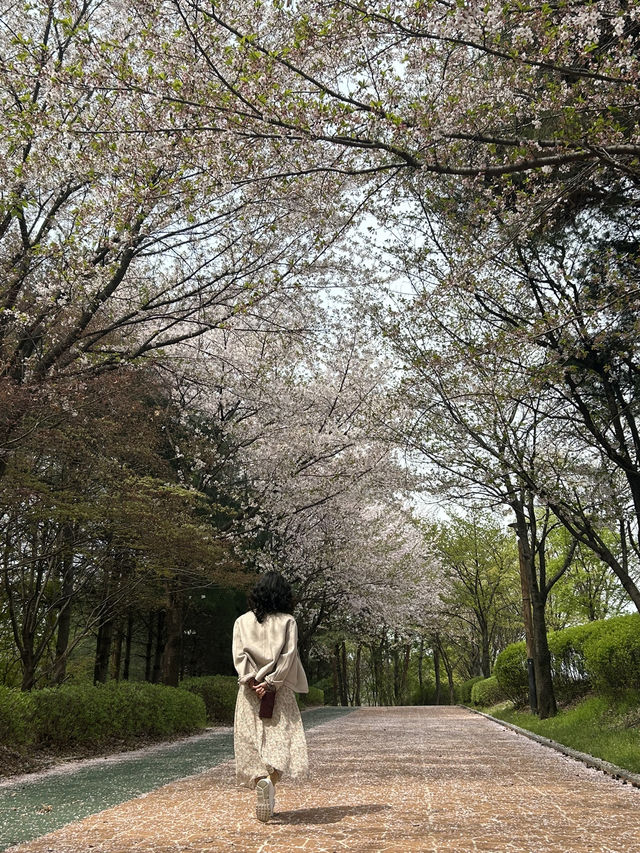 도심에서 만나는 벚꽃 명소, 오송생명호수공원 벚꽃길🌸🤍